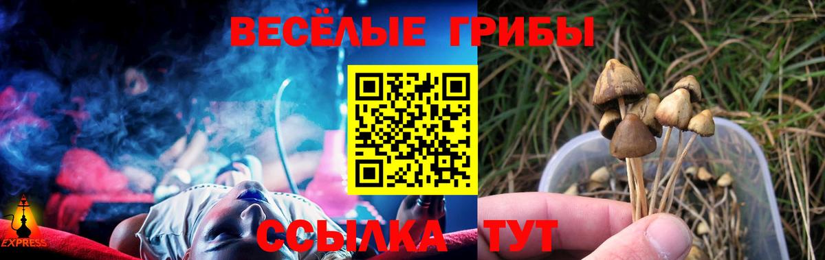 Псилоцибиновые грибы Psilocybe Санкт-Петербург